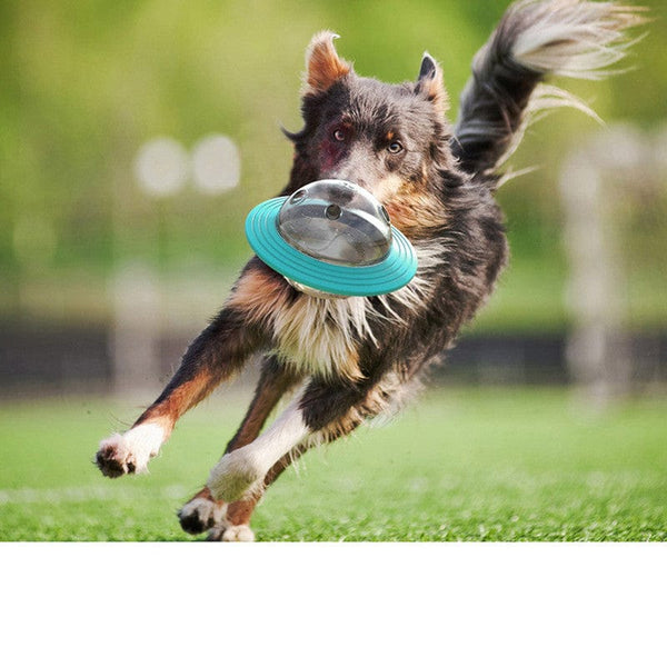 Pet Wiggles Bowls Missing Food Educational Bowl