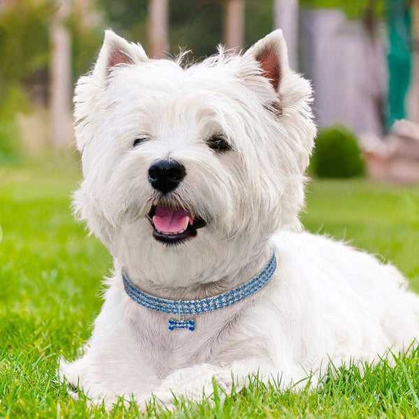 Pet Wiggles Dog Collars Bling Rhinestone Dog Bone Collar