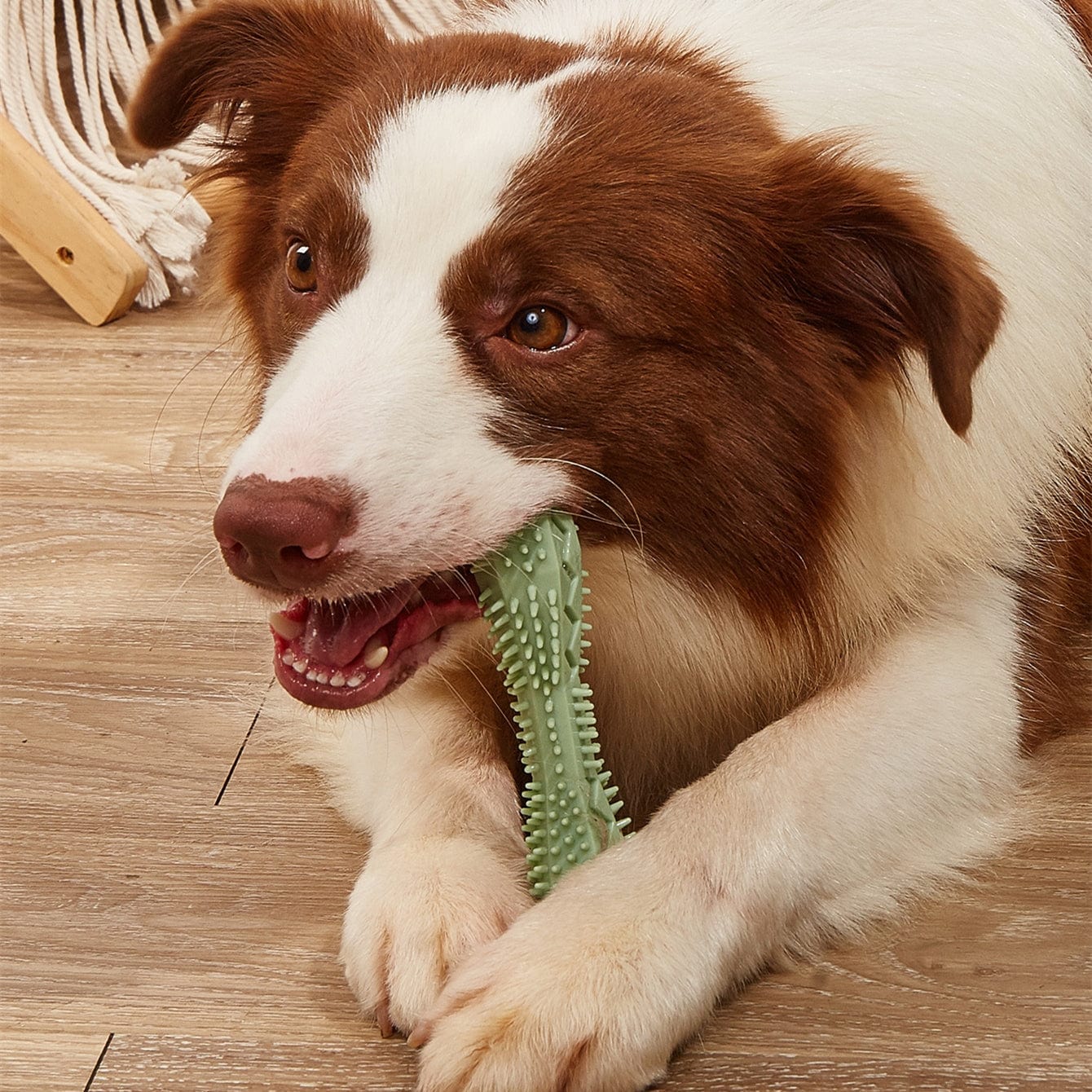 Toothbrush chew outlet toy